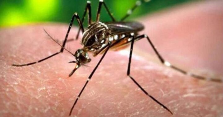 To fight the mosquito menace alongside the canals in the city, the corporation has deployed drones to spray larvicide. The project is entering phase 3 and is likely to go on for the next three-four days. (Representational image)