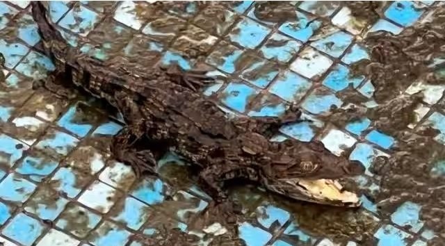 Baby crocodile found in Tamil actor’s grandson’s house, rescued