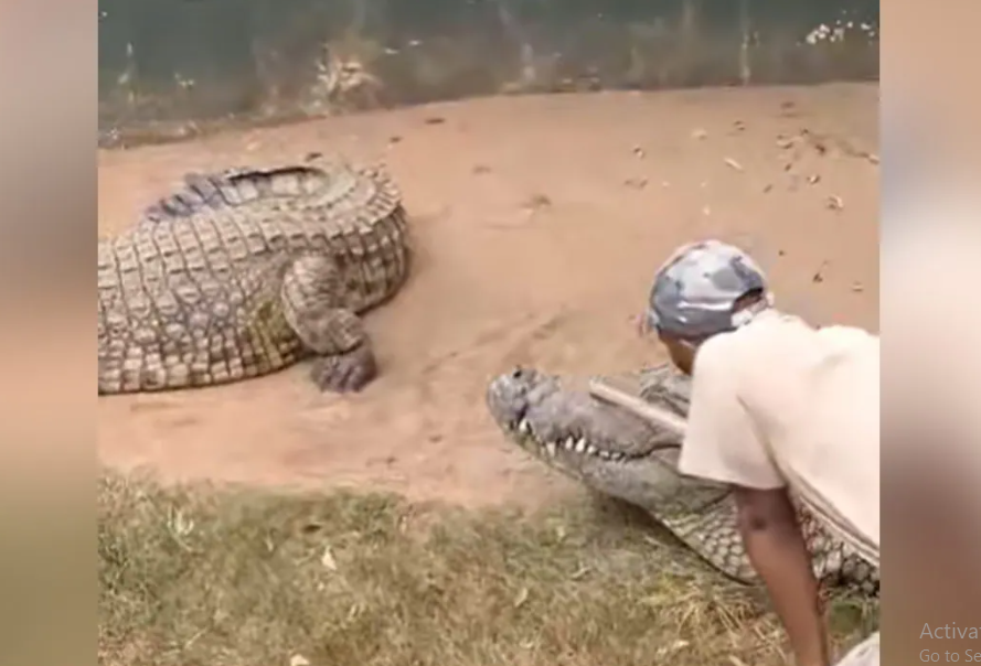 Crocodile, crocodile viral video, crocodile bite,