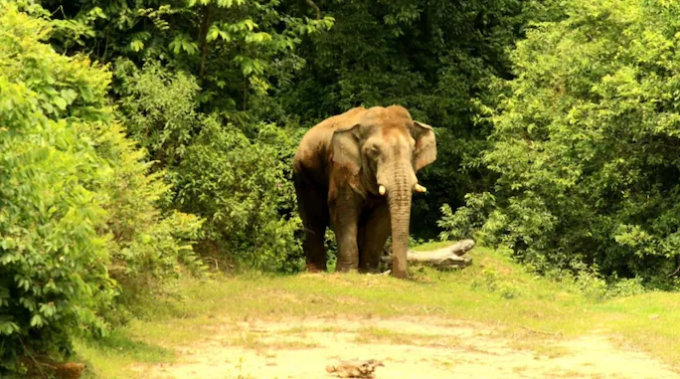 Kerala,elephantattack,cameraman